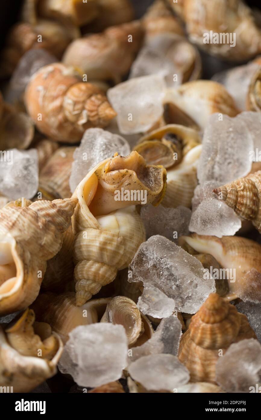 Des buccins vivants, Buccinum undatum, qui ont été réfrigérés sur la glace avant la cuisson. Angleterre GB Banque D'Images