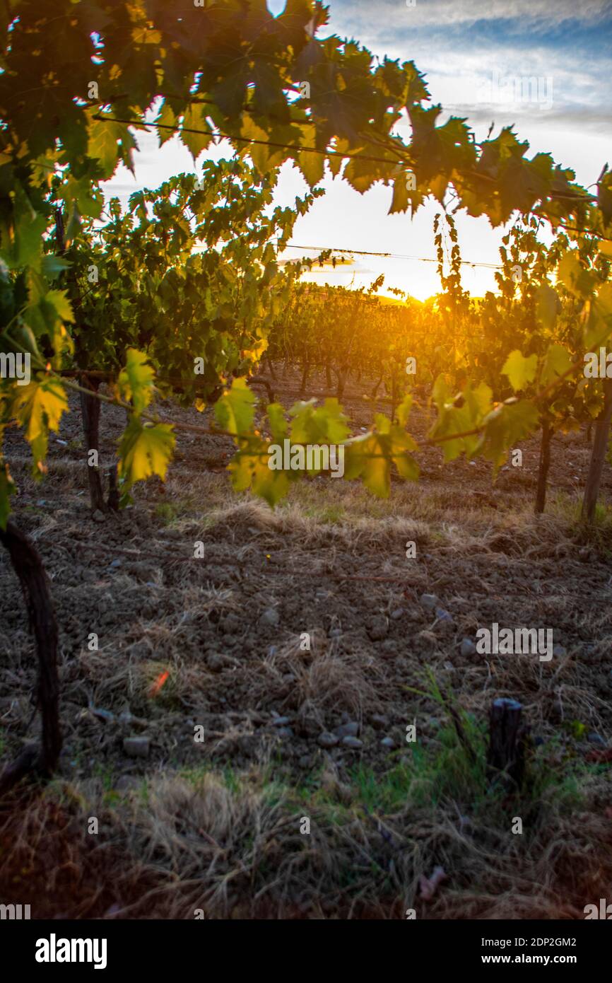 A Montalcino - Italie - le 2020 août - vignoble au coucher du soleil dans la campagne toscane Banque D'Images