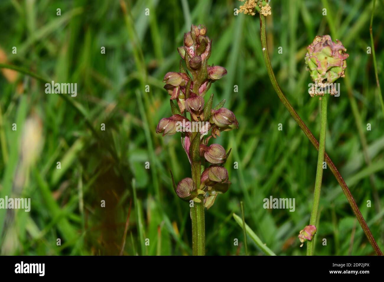 Orchidée de grenouille, Dactylorhiza viridis, sur la prairie de craie, dans le Wiltshire.UK Banque D'Images