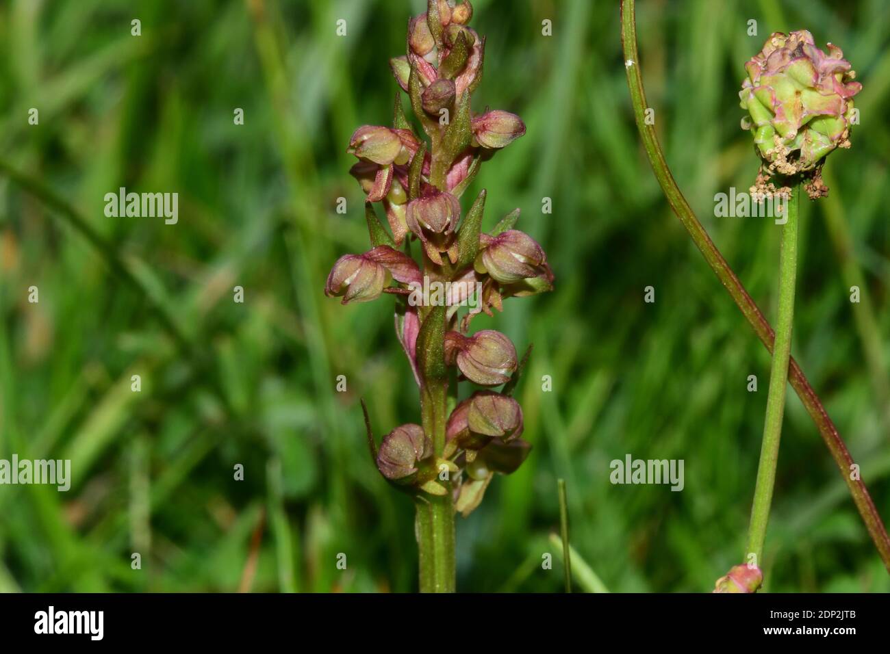 Orchidée de grenouille, Dactylorhiza viridis, sur la prairie de craie, dans le Wiltshire.UK Banque D'Images