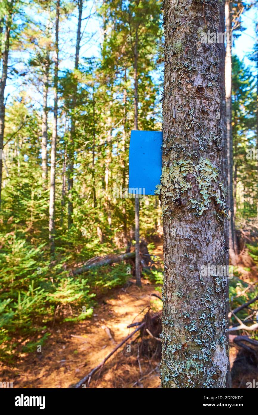 Un marqueur de sentier en métal, peint en bleu, est incrusté dans un arbre le long du chemin. Sur le sentier Furth Talalay Blue Hill Heritage Trust à Surry, Maine. Banque D'Images
