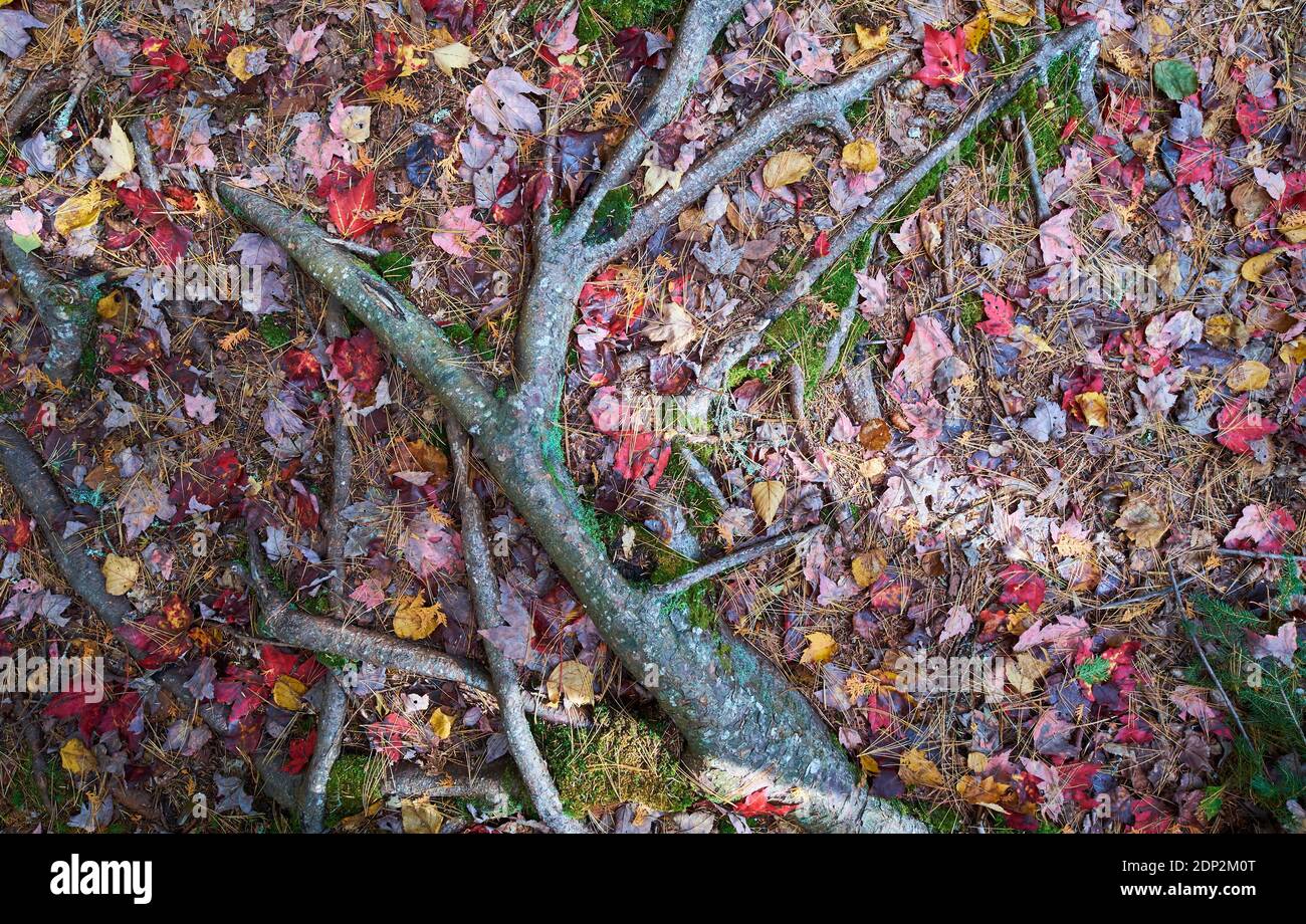 Détail des racines et des feuilles rouges exposées à l'automne. Sur le sentier Furth Talalay Blue Hill Heritage Trust à Surry, Maine. Banque D'Images