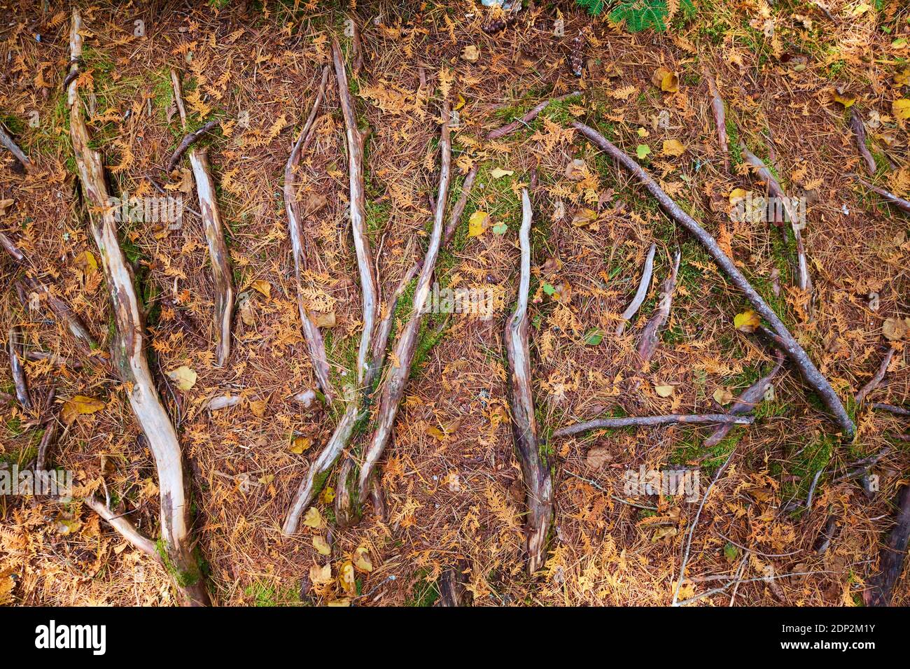Un détail des racines d'arbre exposées et des aiguilles de pin sur un chemin. Sur le sentier Furth Talalay Blue Hill Heritage Trust à Surry, Maine. Banque D'Images