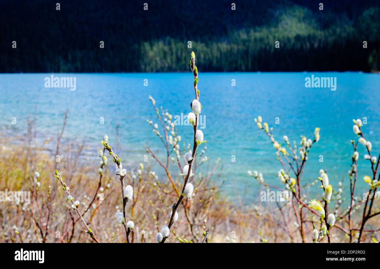Le saule pussy s'embranche contre le lac de montagne bleu, à Emerald Lake, Colombie-Britannique, Canada. Banque D'Images