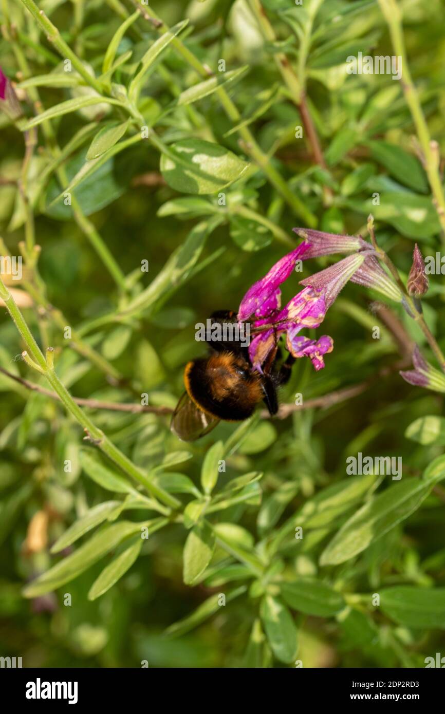 Salvia jamensis raspberry royale Banque de photographies et d’images à ...