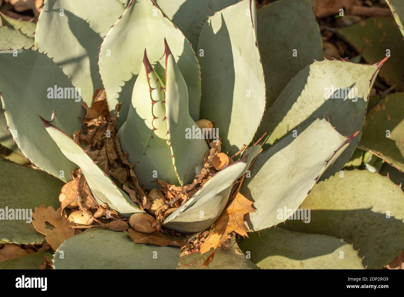 Agave parryi, portrait naturel de plantes en gros plan Banque D'Images