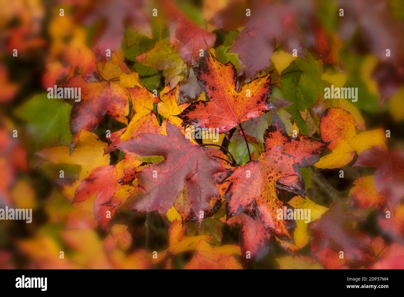 Couleur vive des feuilles d'automne avec des teintes mêlées, des couleurs et des motifs dans la nature Banque D'Images