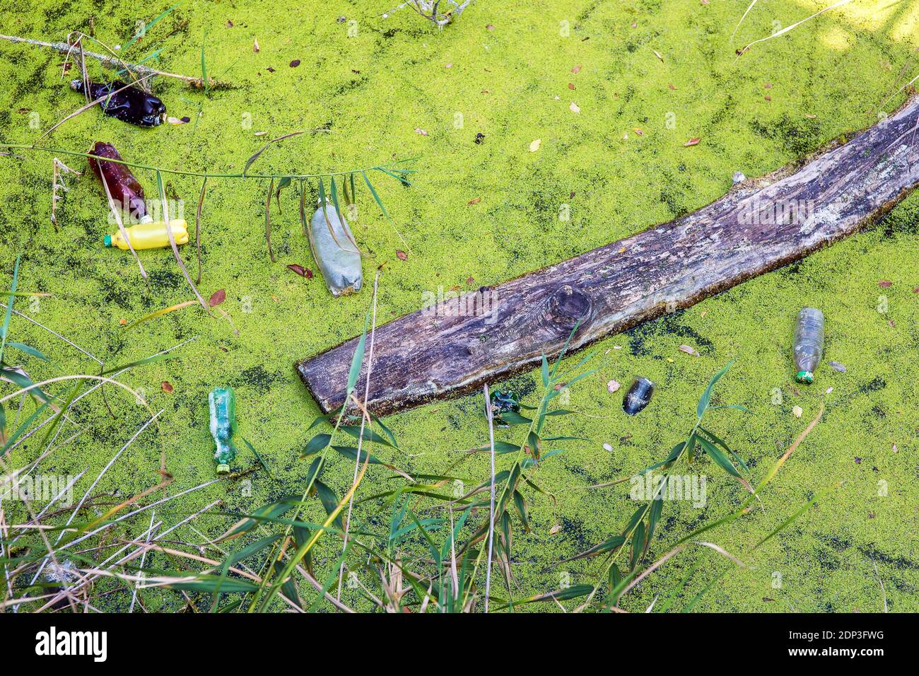 rivière avec roseaux et mousse remplis de bouteilles en plastique jetables polluantes, fond sur le thème de la planète terre environnement catastrophe, personne. Banque D'Images