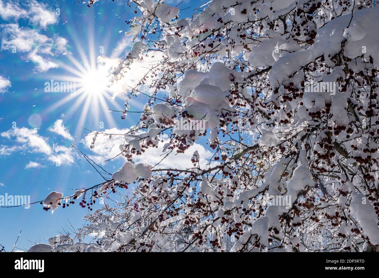 Soleil éclatant sur une pomme de crabe enneigée arbre Banque D'Images