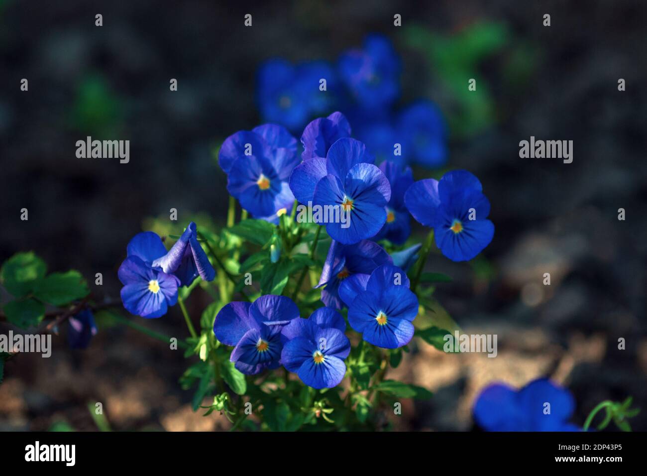 Petites fleurs de pansy bleu en fleurs (Viola cornuta admirer le bleu clair) Banque D'Images