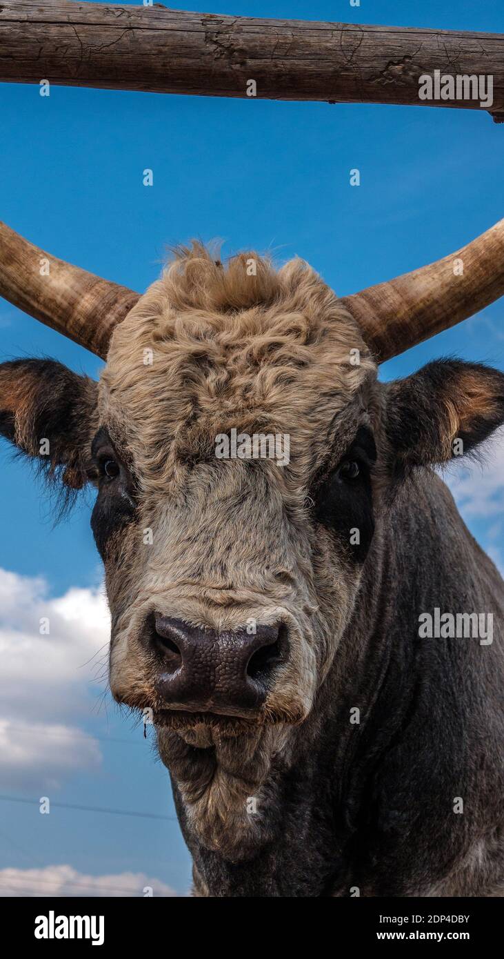 Vache à cornes, gros plan de la tête de vache. Bull animal sur la ferme Banque D'Images