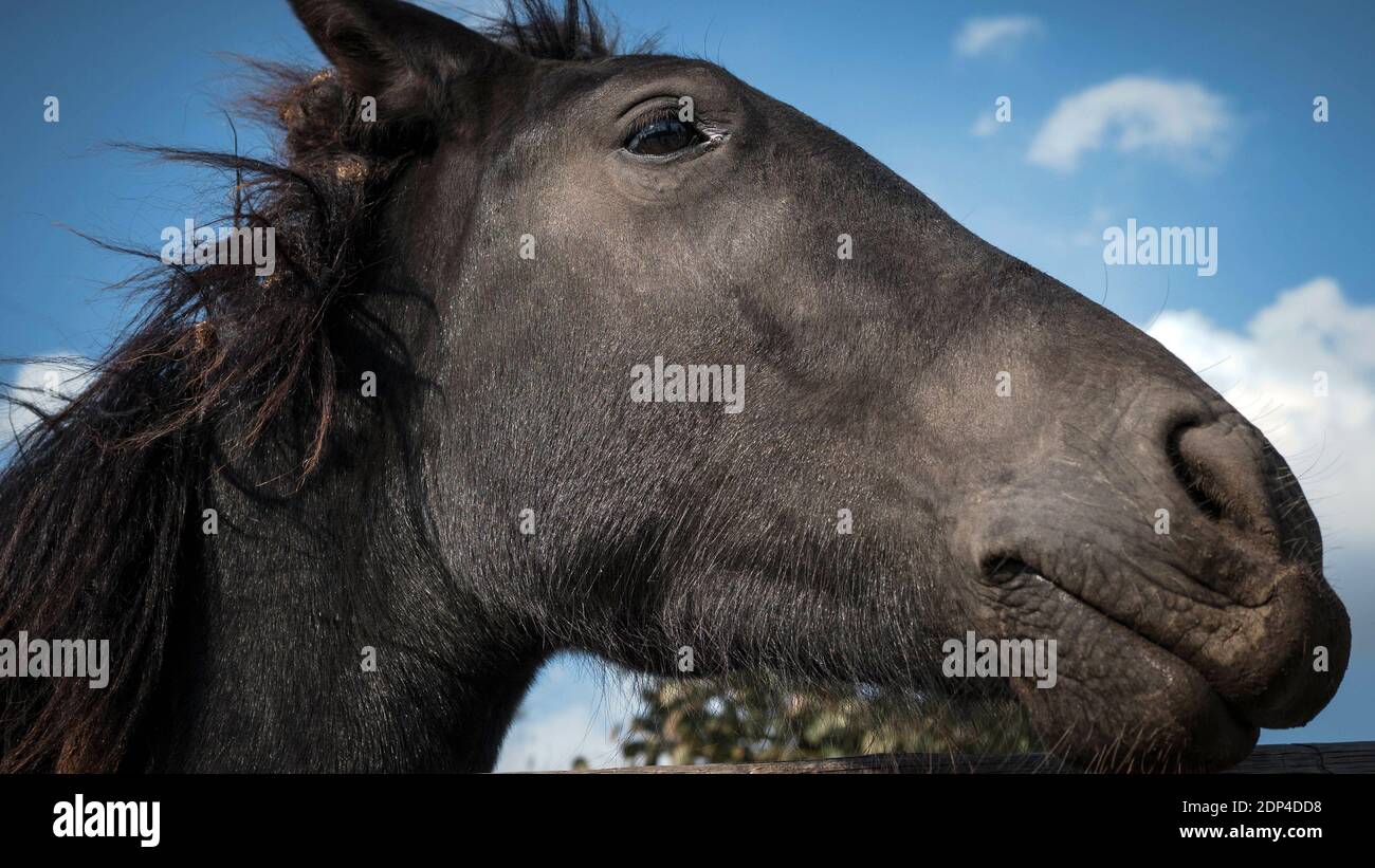 Cheval gros plan, tête de cheval. Le cheval est pur-sang. Banque D'Images