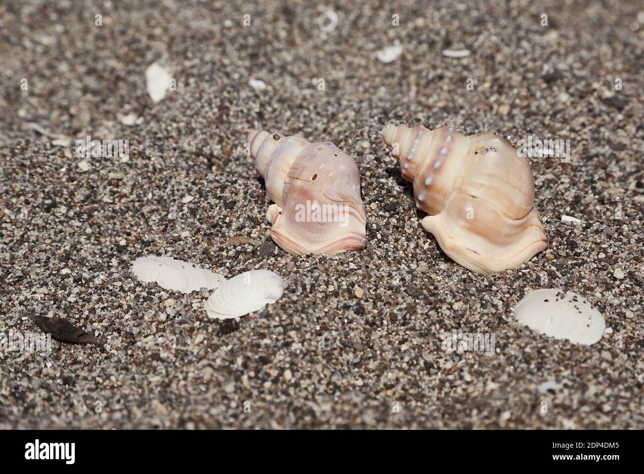 Escargots sur une plage Banque D'Images