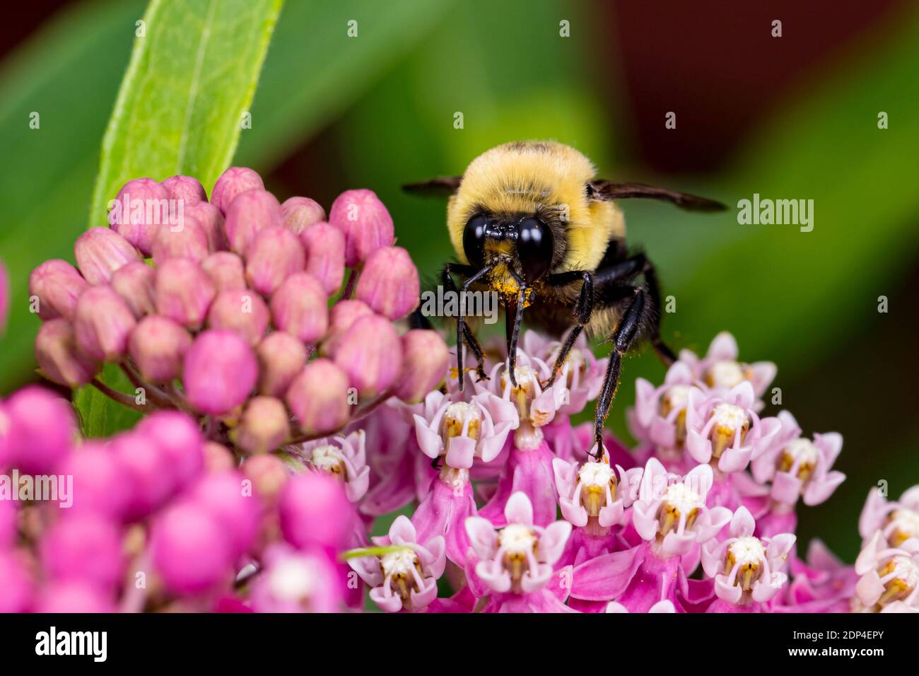 Gros plan de l'abeille Bumble de l'est commune sur la fleur sauvage de l'herbe à lait marécageuse. Concept de la conservation des insectes et de la faune, de la préservation de l'habitat et de la flo d'arrière-cour Banque D'Images