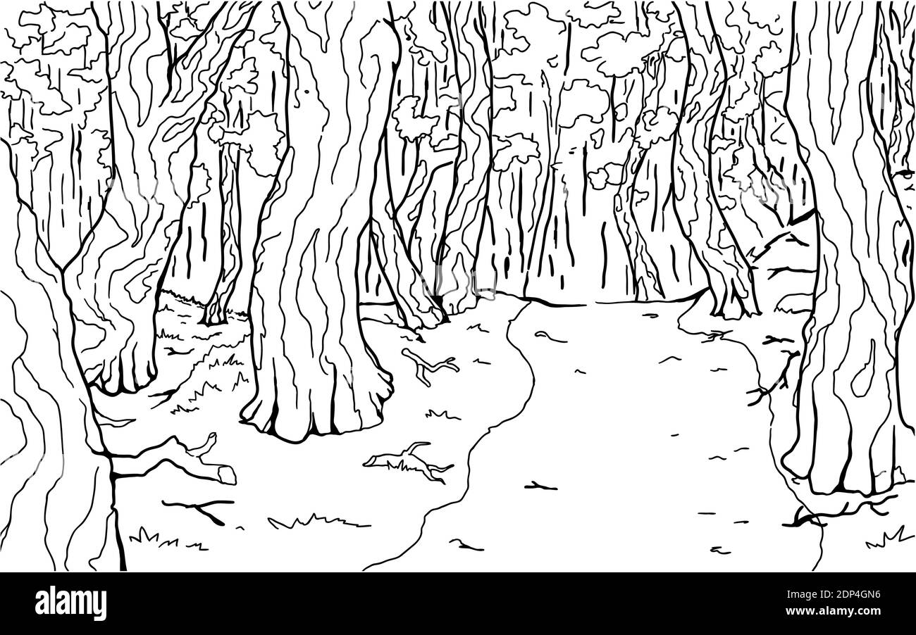 Ligne dense de tracé de sentier forestier en arrière-plan, vecteur, horizontal, noir et blanc Illustration de Vecteur
