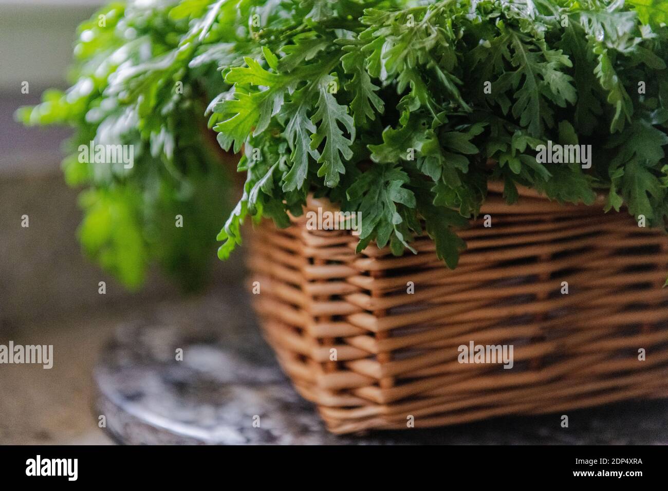 Feuilles d'arugula fraîches dans un panier tissé Banque D'Images