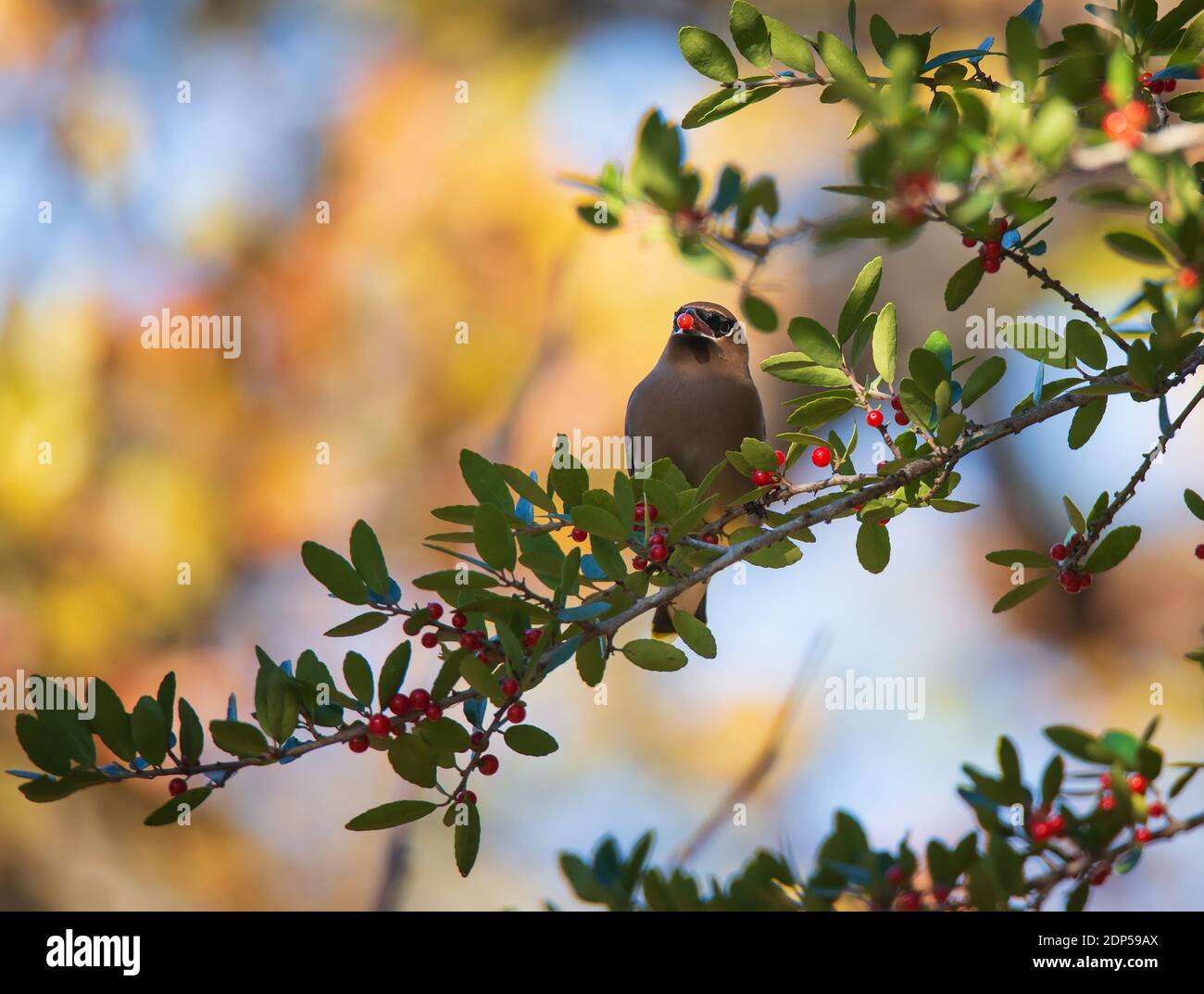La waxwing de cèdre (Bombycilla cedrorum) oiseau se nourrissant sur les baies rouges d'une branche d'arbre au Texas en hiver. Copier l'espace. Banque D'Images