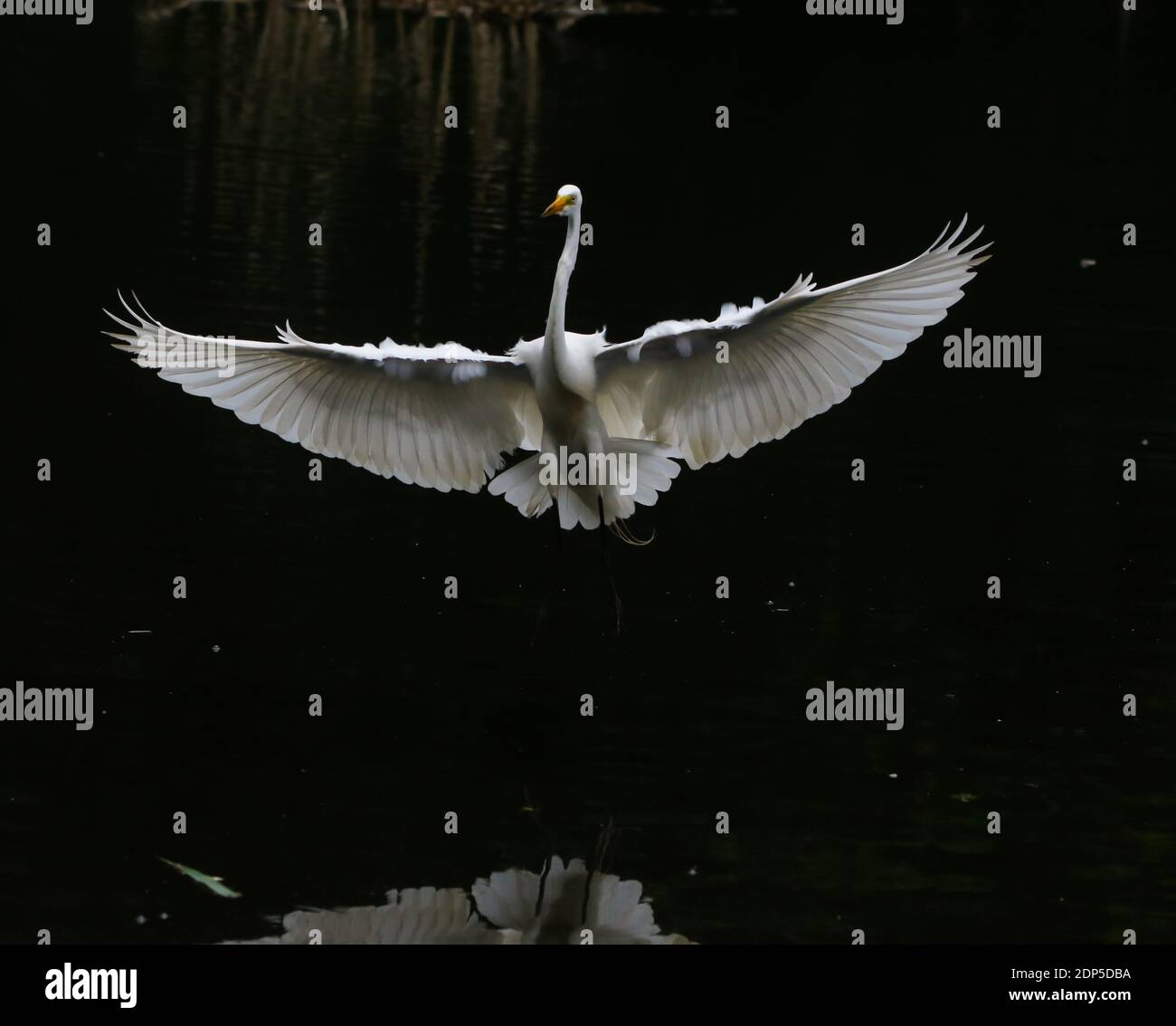 Grand Egret dans la nature à la recherche de poissons Banque D'Images