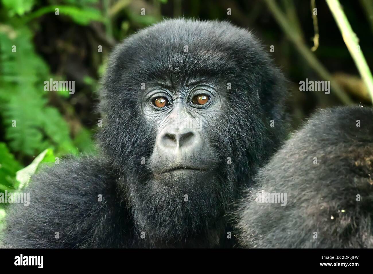 Gorilles de montagne dans le parc national de Virunga, province du Nord-Kivu, République démocratique du Congo Banque D'Images