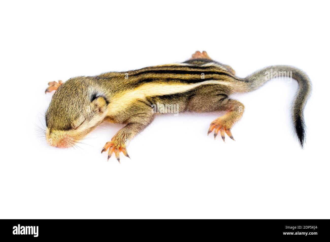 Bébé écureuil rayé himalayan ou bébé écureuil rayé birman (Tamiops mcclellandii) sur fond blanc. Animaux sauvages. Banque D'Images