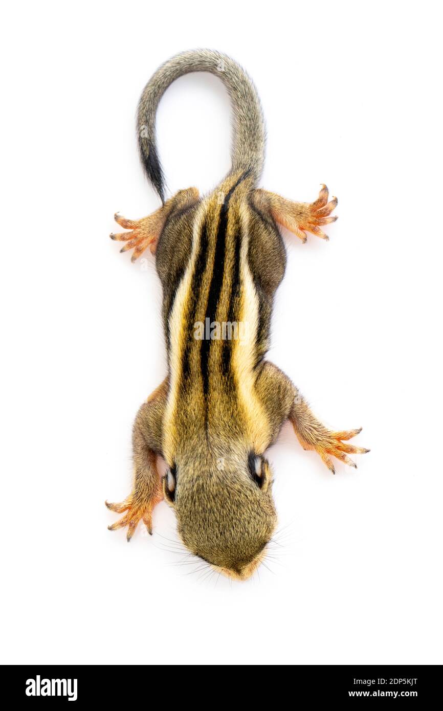 Bébé écureuil rayé himalayan ou bébé écureuil rayé birman (Tamiops mcclellandii) sur fond blanc. Animaux sauvages. Banque D'Images