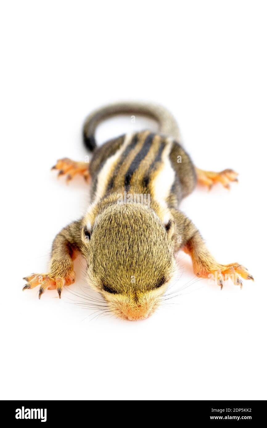 Bébé écureuil rayé himalayan ou bébé écureuil rayé birman (Tamiops mcclellandii) sur fond blanc. Animaux sauvages. Banque D'Images