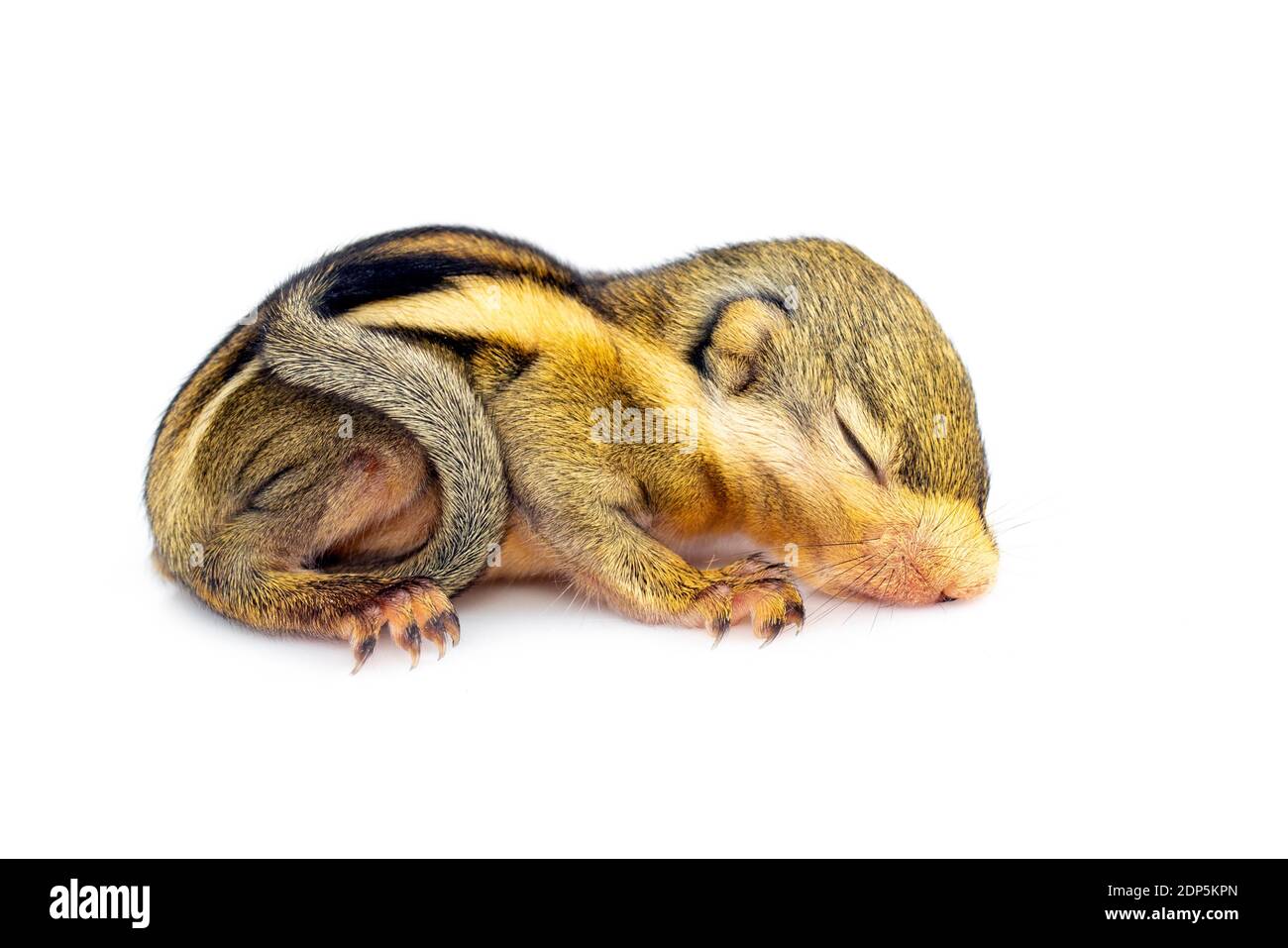 Bébé écureuil rayé himalayan ou bébé écureuil rayé birman (Tamiops mcclellandii) sur fond blanc. Animaux sauvages. Banque D'Images