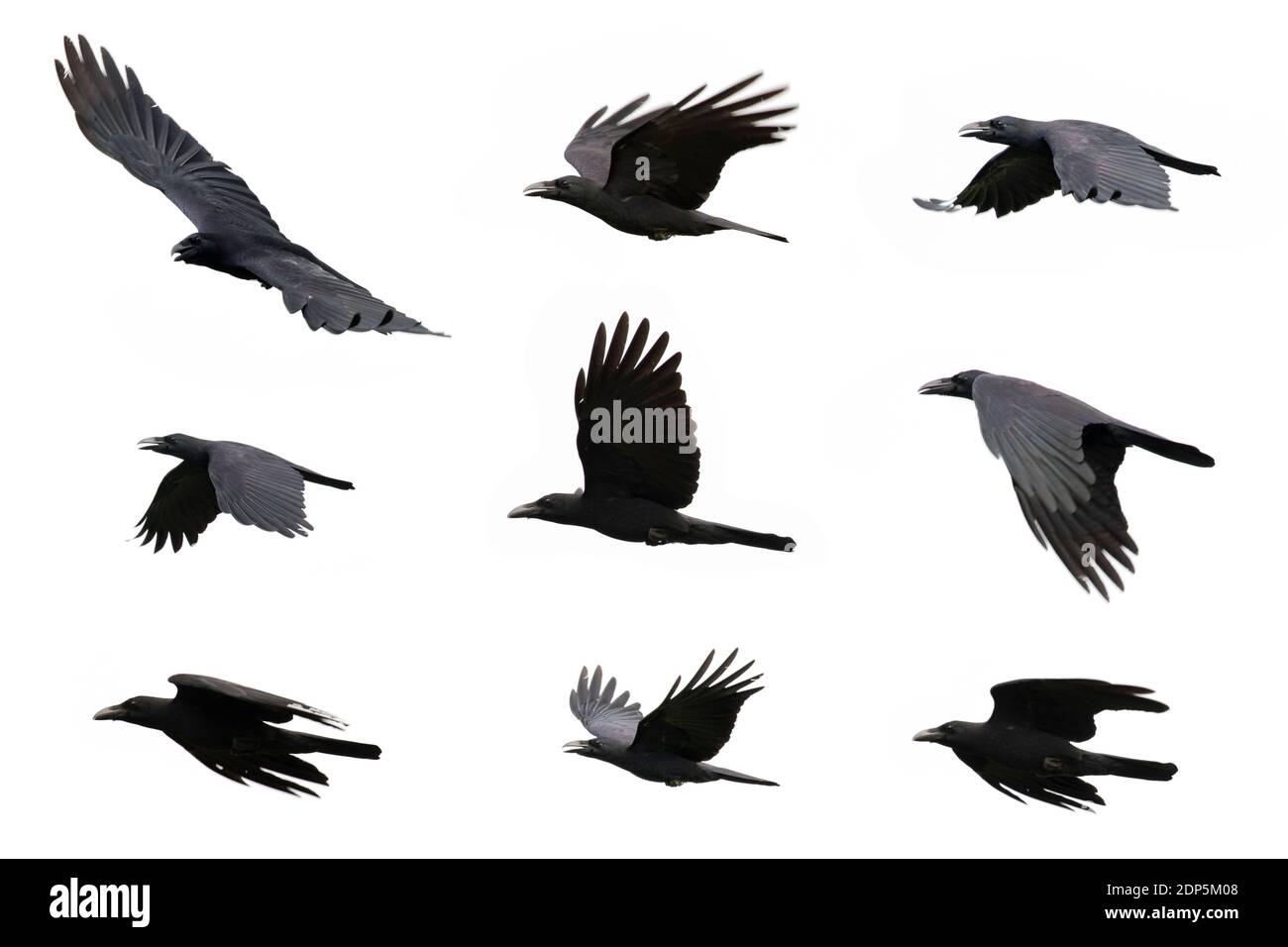 Groupe de corbeau noir volant sur fond blanc. Animal. Oiseau noir. Banque D'Images