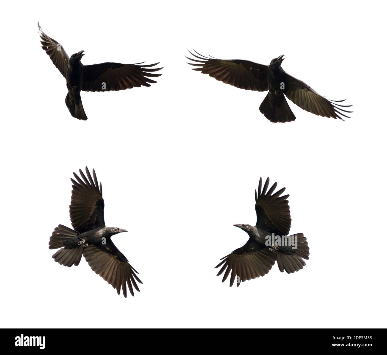 Groupe de corbeau noir volant sur fond blanc. Animal. Oiseau noir. Banque D'Images