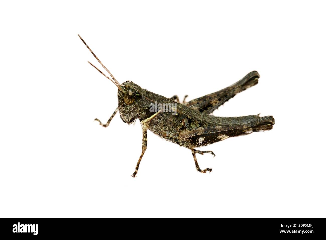 Image de sauterelle brune isolée sur fond blanc. Insecte. Animaux. Banque D'Images