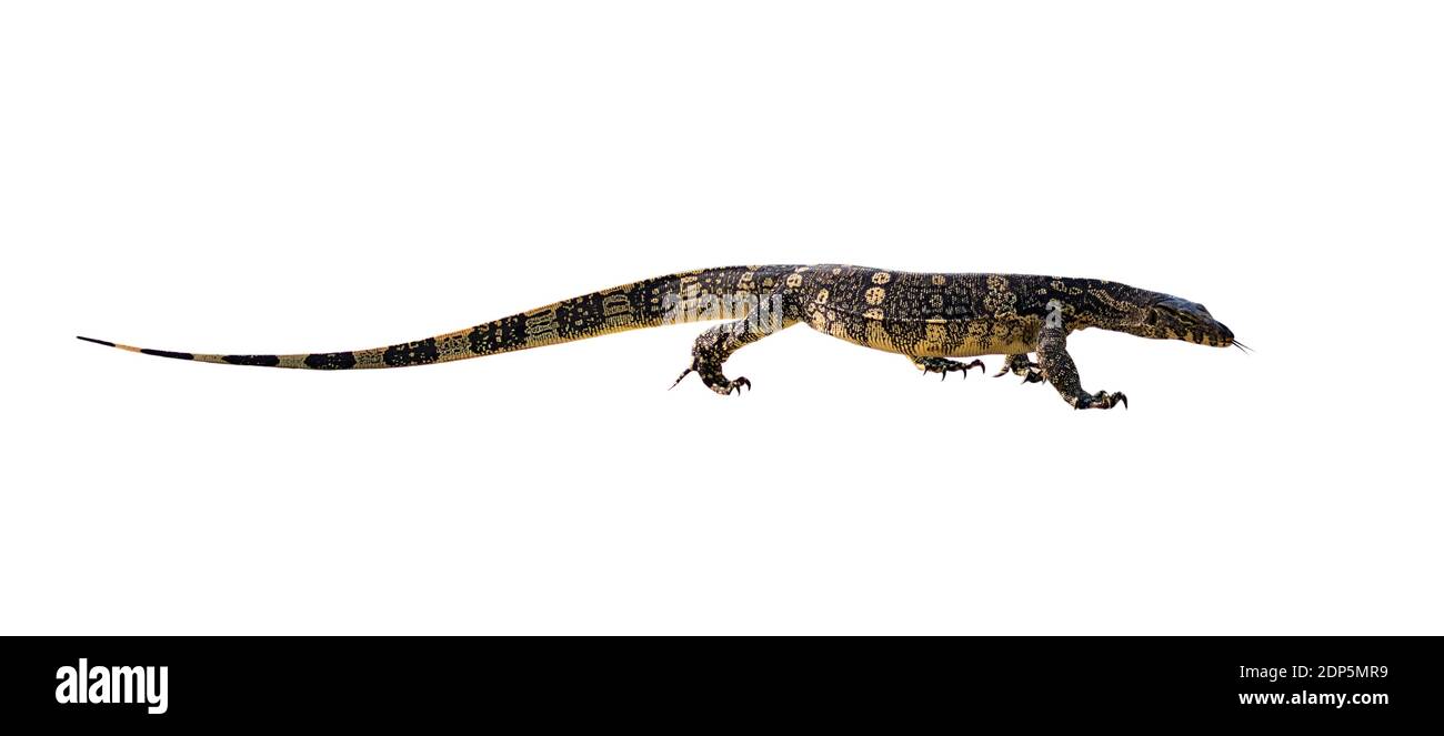Image du moniteur d'eau asiatique (Varanus salvator) isolé sur fond blanc. Reptile. Animaux sauvages. Banque D'Images