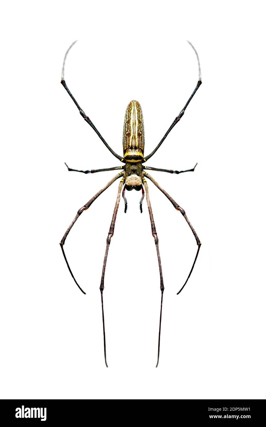 Image d'Orb-weaver Spider (Nephila pilipes) doré à long-jawed, isolé sur fond blanc. Insecte. Animal Banque D'Images