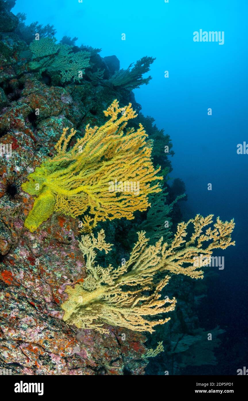 Gerardias, Savalia savaglia, Île de la Graciosa, Îles Canaries, Espagne Banque D'Images