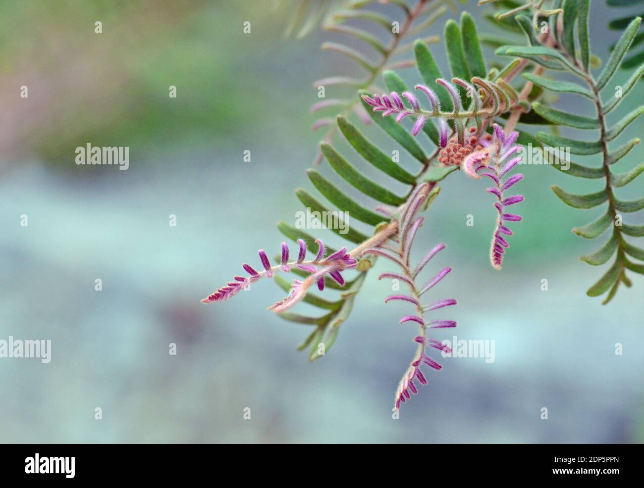 Feuillage et rose nouvelle croissance de la Grevillea caleyi, originaire d'Australie, famille des Proteaceae. Le statut de conservation en Nouvelle-Galles du Sud est en danger critique Banque D'Images