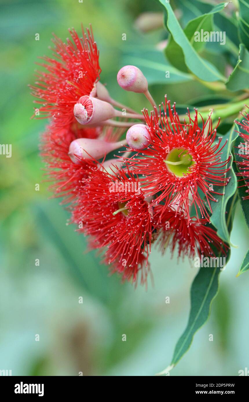 Fleurs rouges et bourgeons roses de l'arbre à gommes à fleurs australien Corymbia fifolia variété Wildfire, famille Myrtaceae. Banque D'Images
