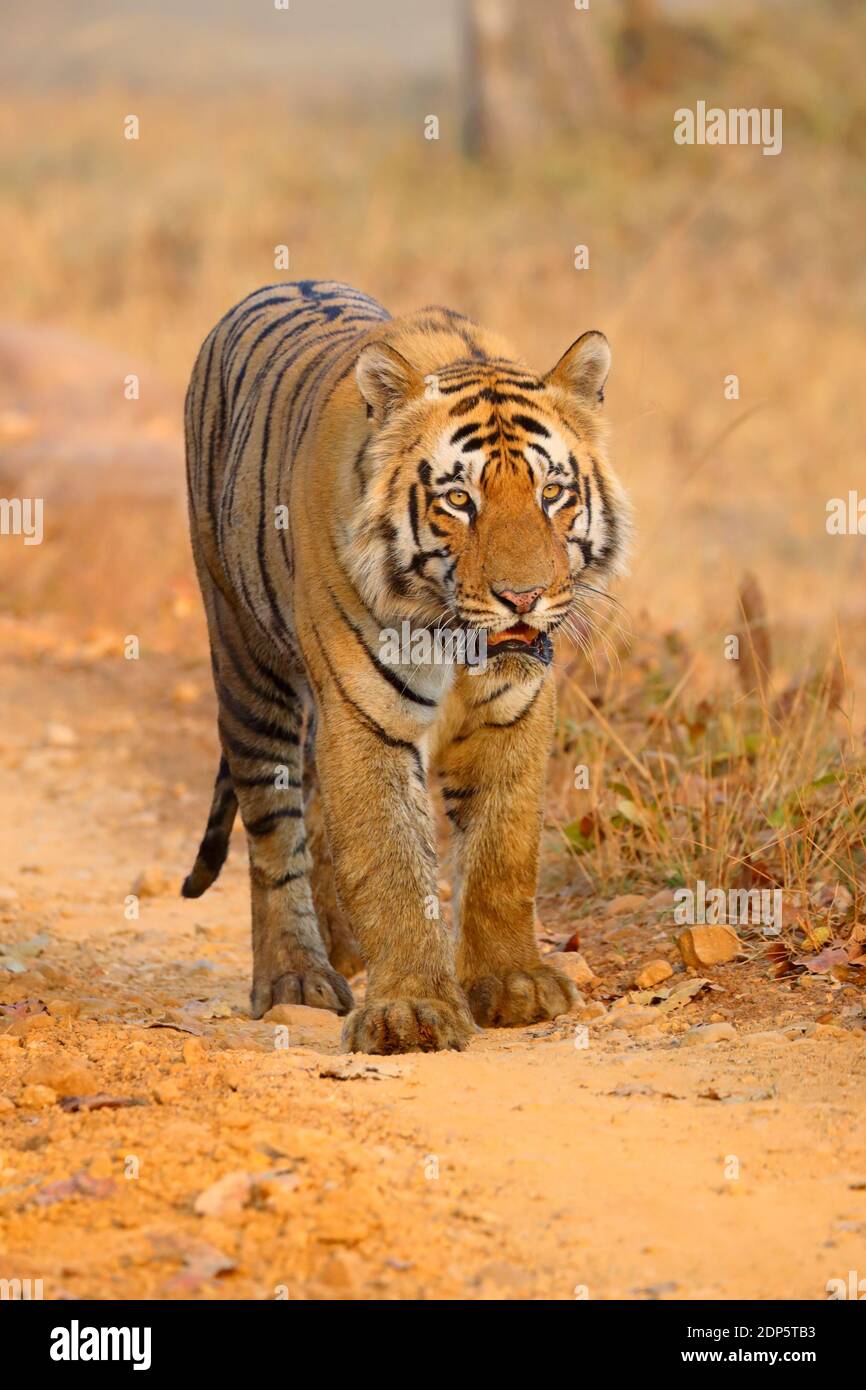 Mâle adulte tigre du Bengale (Panthera tigris tigris) dans la Réserve de tigres Tadoba-Andhari, Maharashtra, Inde. Ce mâle dominant est T-54 ou Matka Chota Banque D'Images