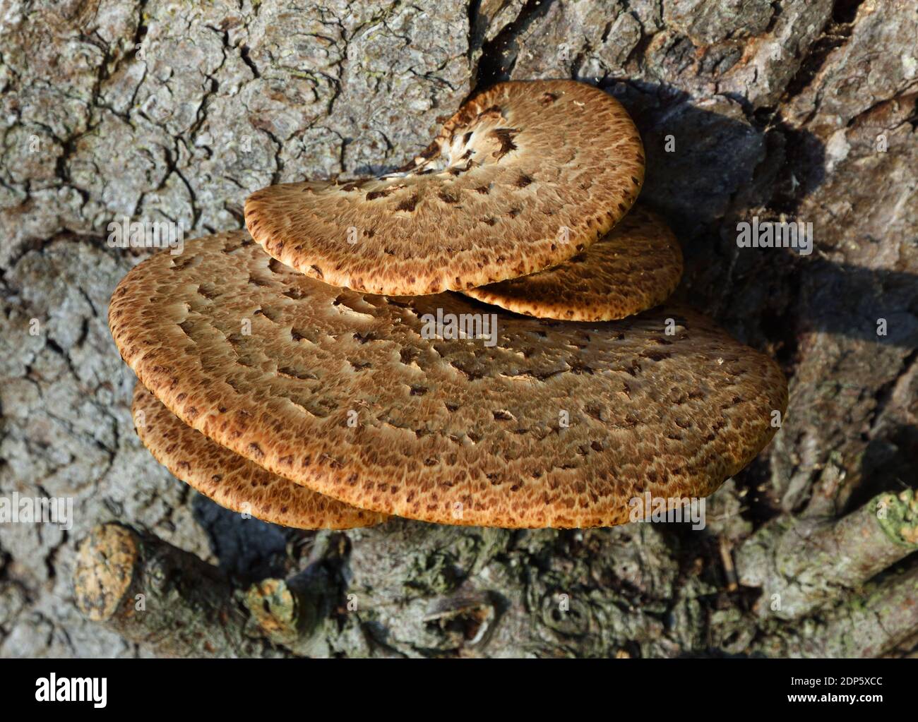 La selle de Dryad un champignon de support qui pousse sur des arbres morts ou vivants. Banque D'Images