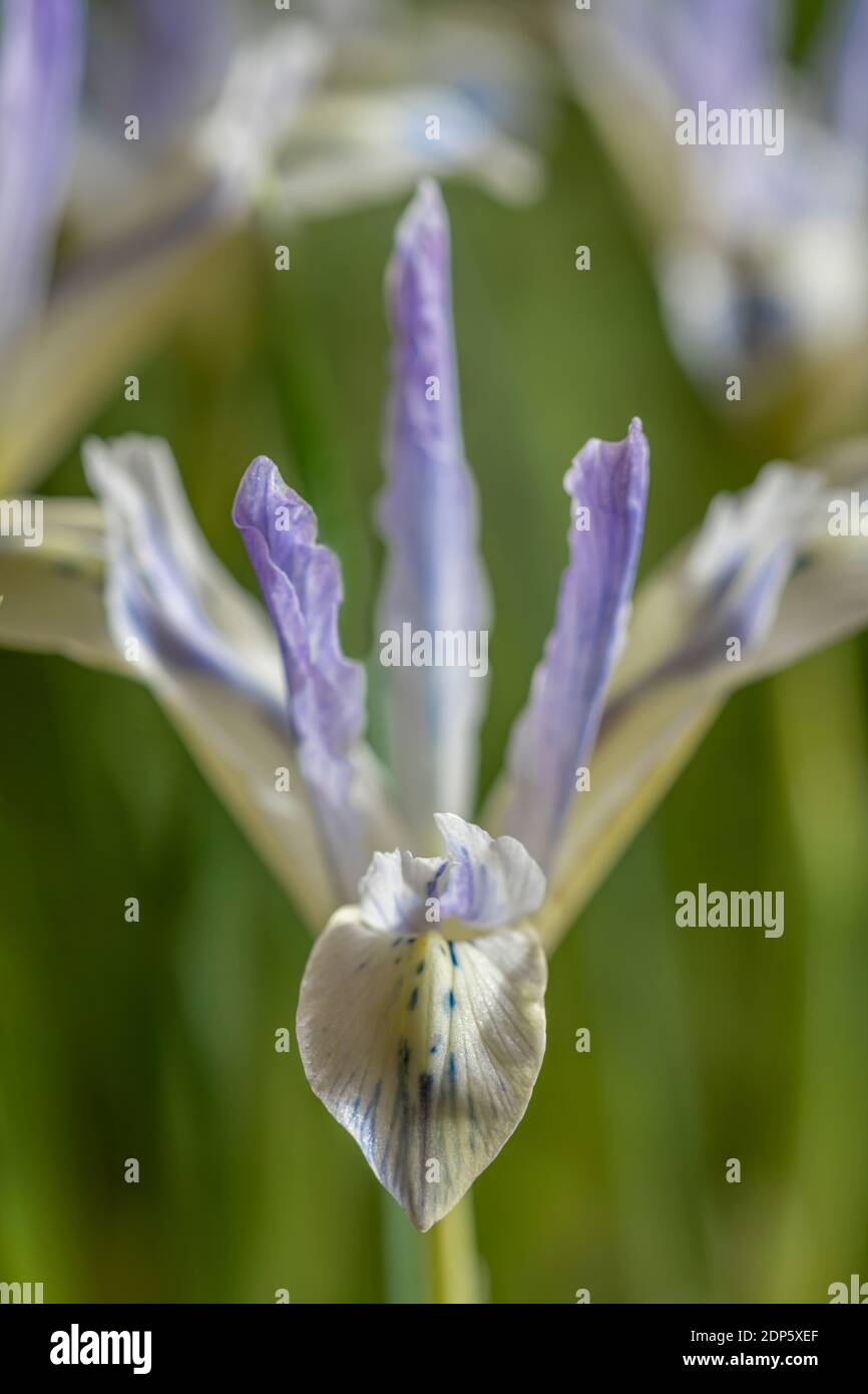 Iris reticulata «Painted Lady» iris bulbeux précoce Banque D'Images