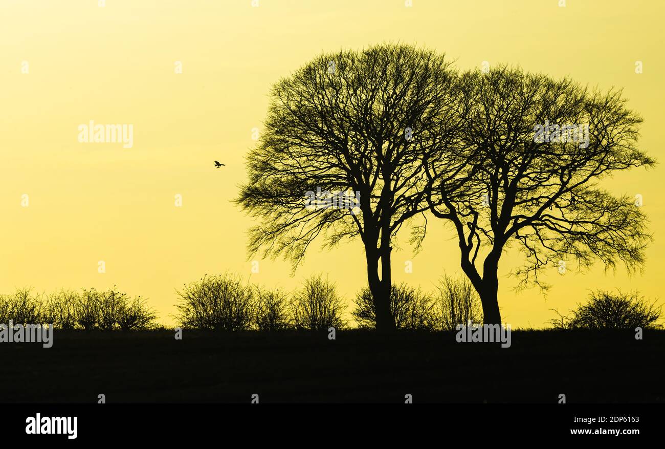 Silhouette de chênes en hiver contre un soleil couchant avec un cerf-volant rouge dans la distance transportant la proie et petits oiseaux de terres agricoles qui rôde dans des arbres Banque D'Images