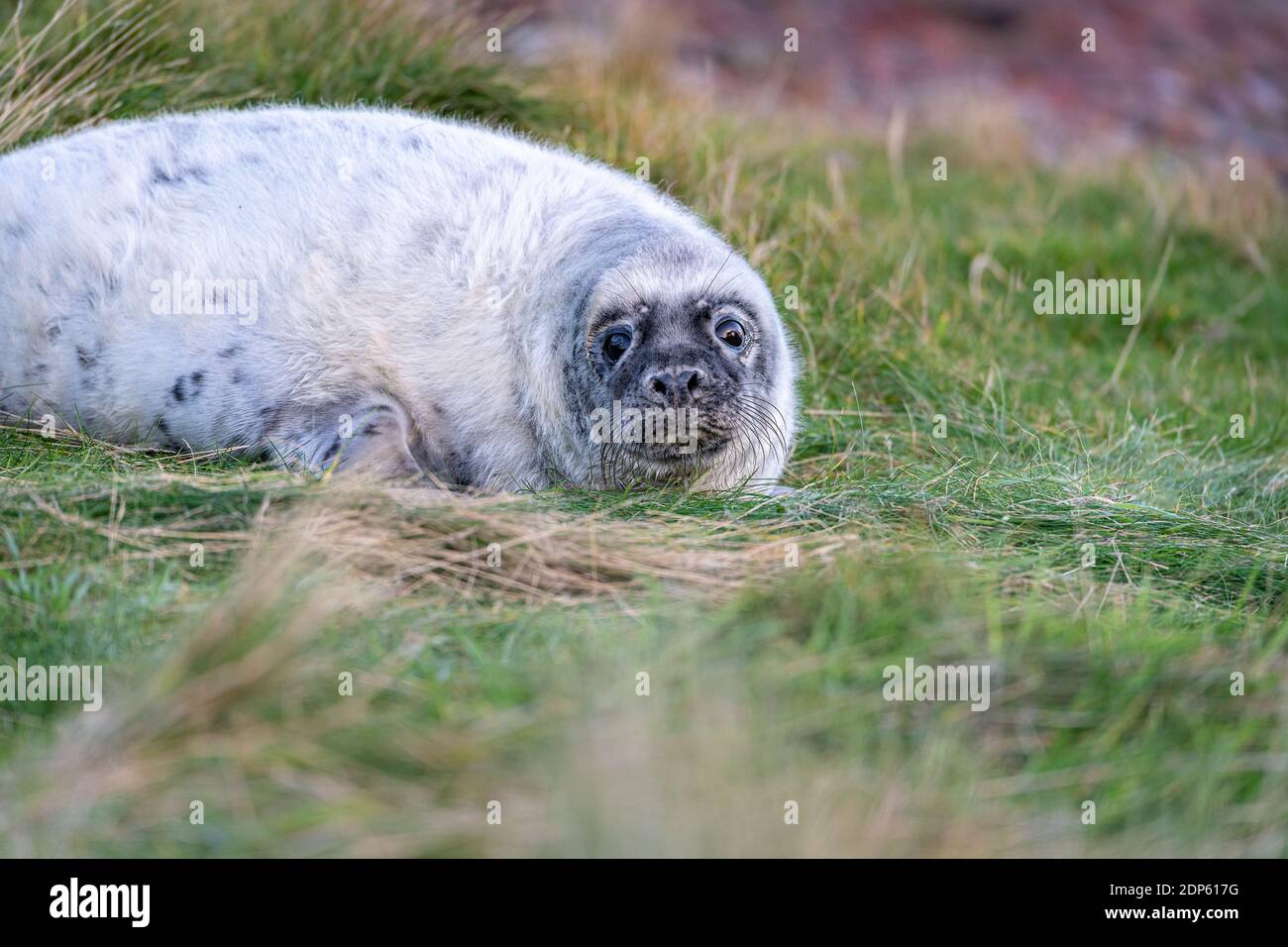 Jeune Sceau reposant sur une plage de gazon à St Abbs Head, en Écosse Banque D'Images