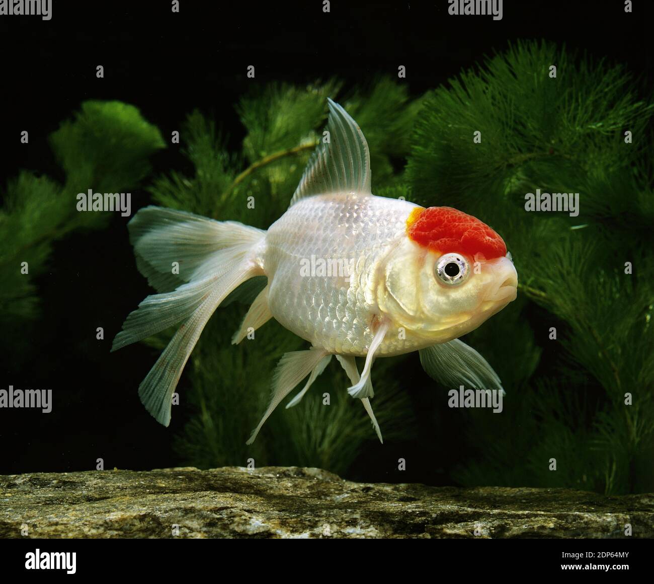 Pisson Rouge Oranda goldfish carassius auratus adult Banque de photographies et d ...