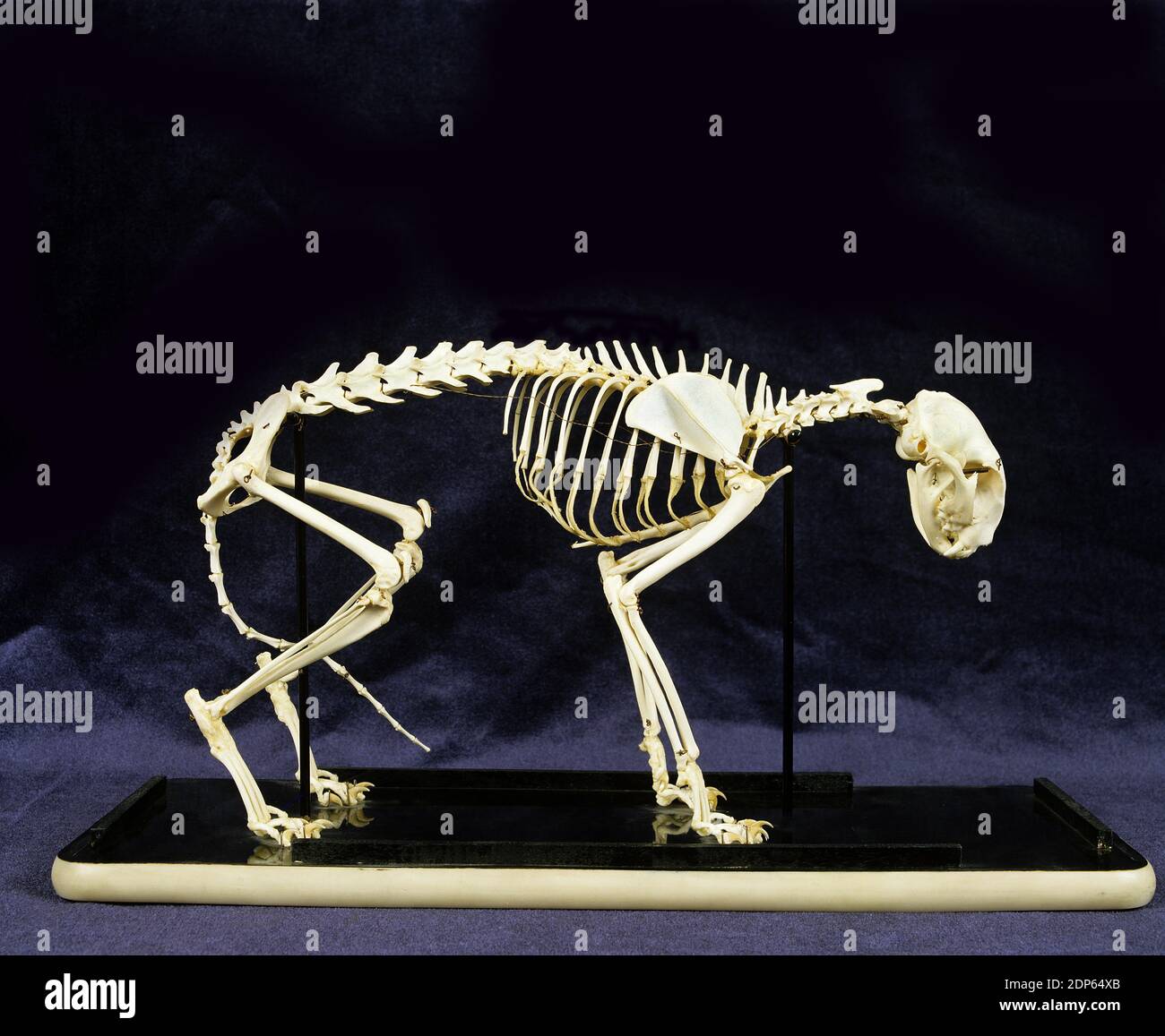 Squelette d'un chat domestique Banque D'Images