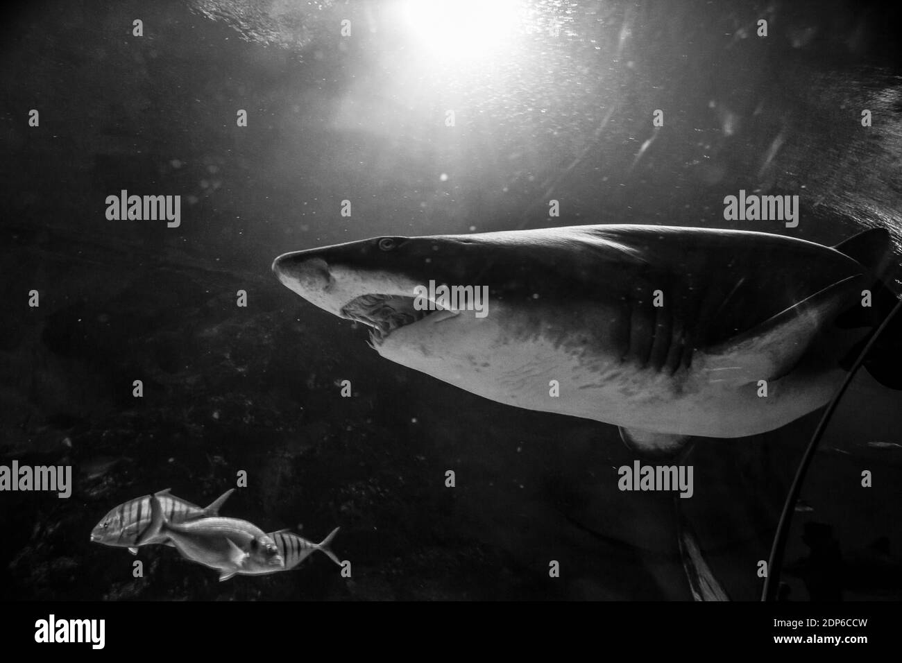 Photo en niveaux de gris d'un requin à bouche ouverte Banque D'Images