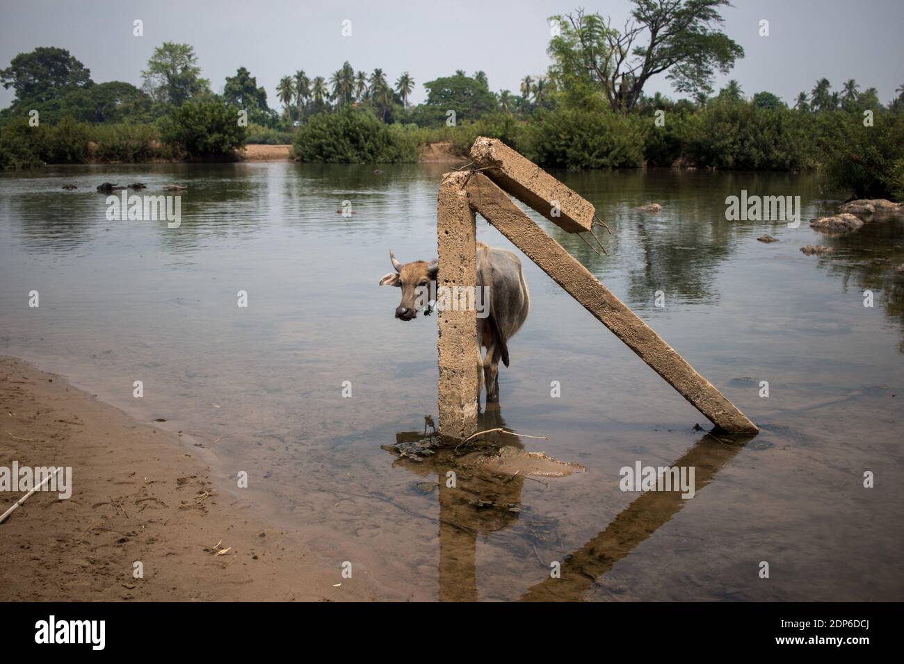 LAO - ENVIRONNEMENT - 4000 PORTRAIT DE L'ÎLE du territoire des 4000 îles (si Phan Don) à l'extrême sud du Laos où se trouve le célèbre barrage Don Sahong Banque D'Images