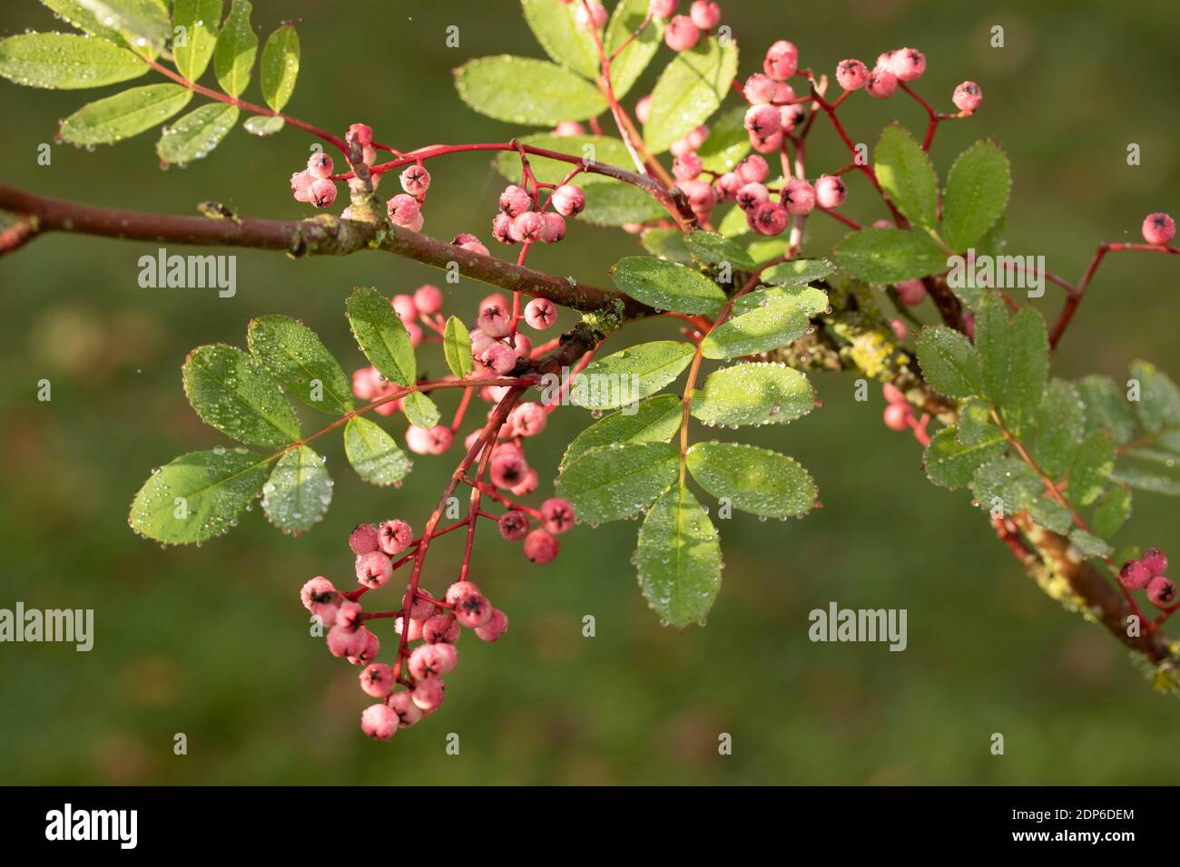 Arbuste de Sorbus Pseudohupehensis ‘Pink Pagoda’ dans les baies, plante d’intérêt d’automne Banque D'Images