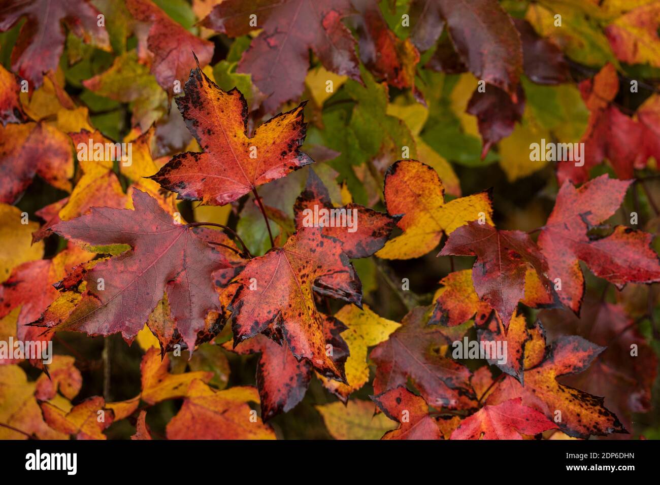 Couleur vive des feuilles d'automne avec des teintes mêlées, des couleurs et des motifs dans la nature Banque D'Images