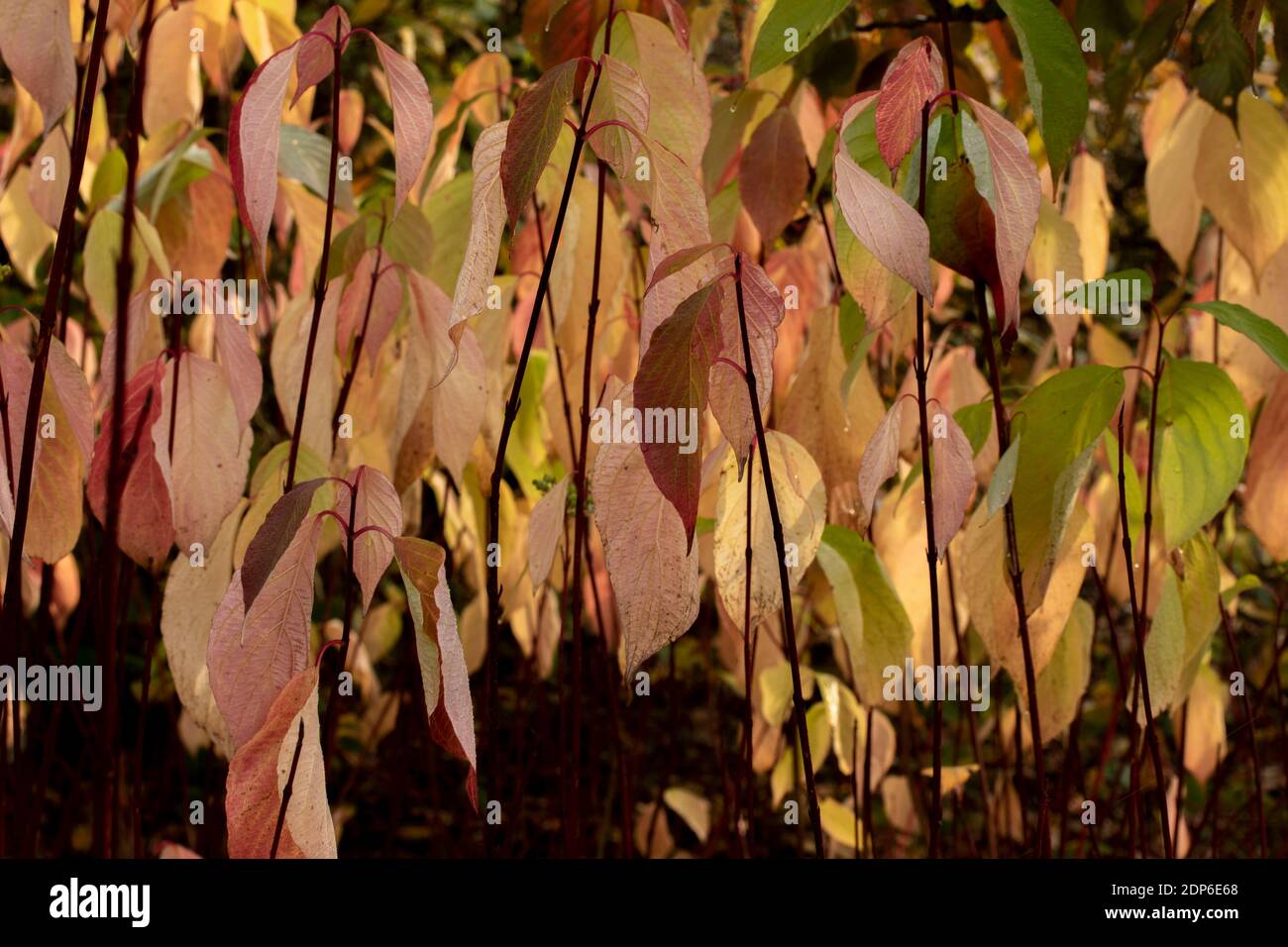 Cornus Alba rétroéclairé au début de l'automne avec Prunus Matsumae Hayazaki arbre en arrière-plan, portrait naturel de plante Banque D'Images