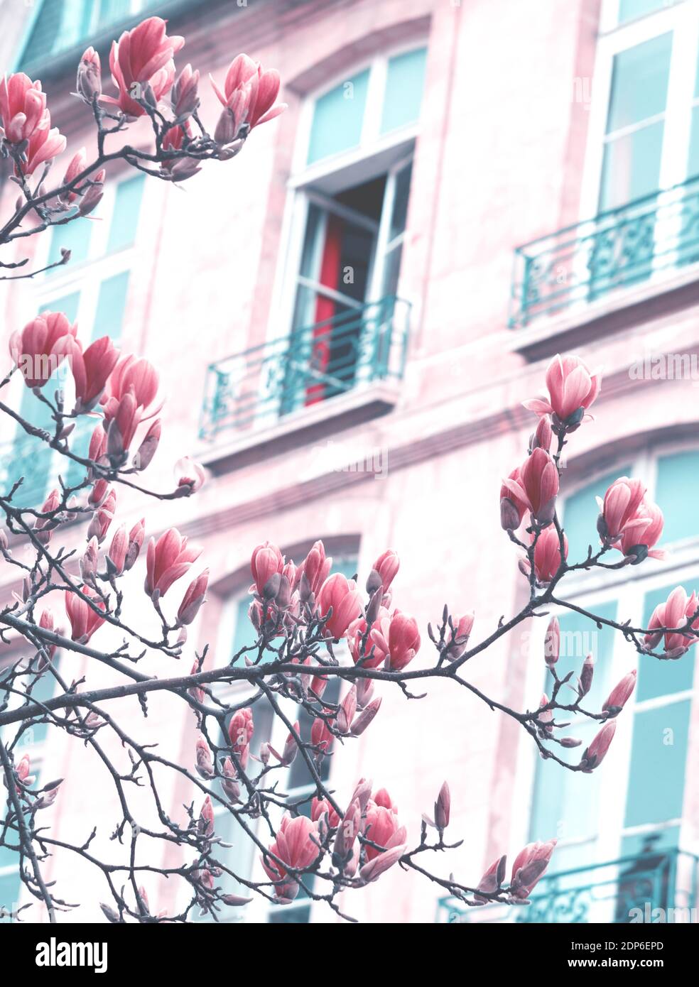 Printemps à Paris. Le magnolia fleuri et un bâtiment typiquement parisien avec un mansarde en arrière-plan. Concept de vacances romantiques. Tons rêveux rétro Banque D'Images