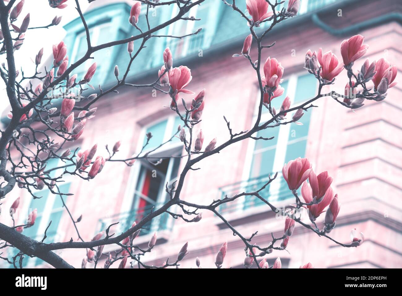 Printemps à Paris. Le magnolia fleuri et un bâtiment typiquement parisien avec un mansarde en arrière-plan. Concept de vacances romantiques. Tons rêveux rétro Banque D'Images