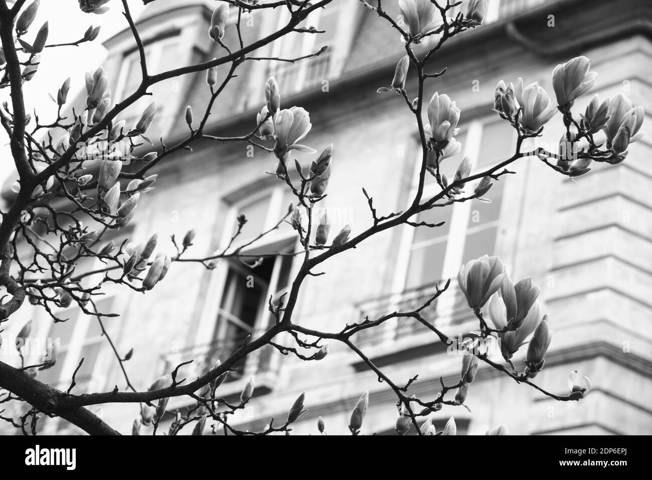 Printemps à Paris. Le magnolia fleuri et un bâtiment typiquement parisien avec un mansarde en arrière-plan. Concept de vacances romantiques. Photo noir et blanc. Banque D'Images